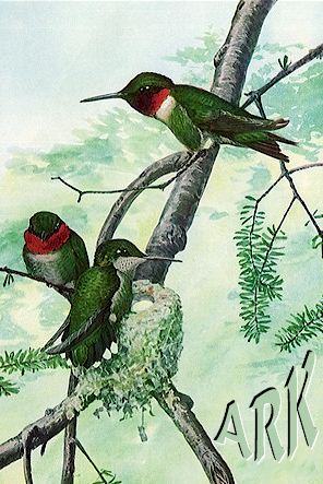 ARK Web Design. Hummingbirds ** ARK Webontwerp. Suikerbekkies